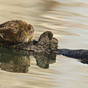 Sea Otter  Elkhorn Slough Monterey Bay #4 Poster
