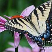 Swallowtail Butterfly #4 Poster