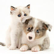 Kitten And Pup #45 Poster