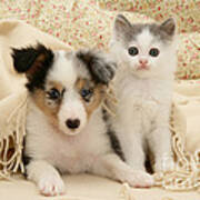 Kitten And Pup #46 Poster