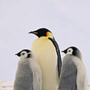 Emperor Penguin Aptenodytes Forsteri Poster
