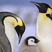 Emperor Penguin Aptenodytes Forsteri #5 Poster
