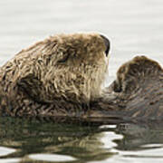 Sea Otter Elkhorn Slough Monterey Bay #5 Poster