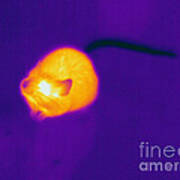 Thermogram Of A Mouse #5 Poster