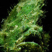 Frogfish #6 Poster