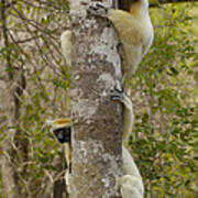 Golden-crowned Sifaka Propithecus #6 Poster