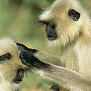 Hanuman Langur Semnopithecus Entellus #6 Poster