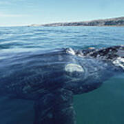 Southern Right Whale Argentina Poster