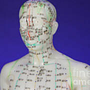 Acupuncture Model #7 Poster