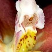 Exotic Orchid Flower #7 Poster