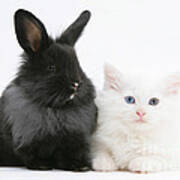 Kitten And Rabbit #7 Poster