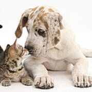 Tabby Kitten & Great Dane Pup #7 Poster