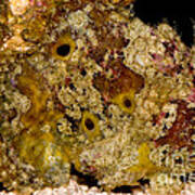 Frogfish #8 Poster