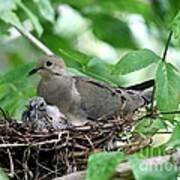 Mourning Dove #8 Poster