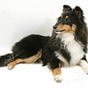 Sheltie #8 Poster