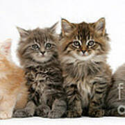 Maine Coon Kittens #8 Poster