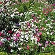 A Bed Of Beautiful Different Color Flowers Poster