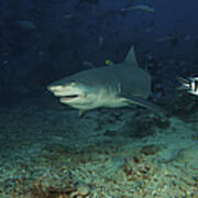 A Lemon Shark Gulps Down A Large Tuna Poster