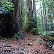 A Redwood Forest Trail On Mt Tamalpais Poster