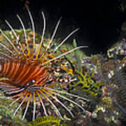 A Spotfin Lionfish Flares Its Dorsel Poster