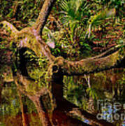 A Tree Bows To A Florida River Poster