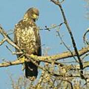 A Young Eagle Gazing Down Poster