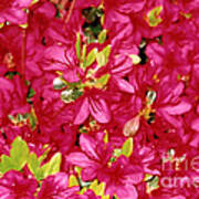 Abundant Azaleas Poster