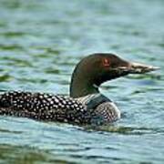Adult Loon Poster