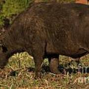 African Buffalo Poster