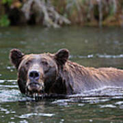 Alaskan Brooks Falls  Brown Bear Poster