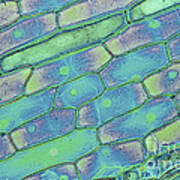 Allium Bulb Epidermis Poster