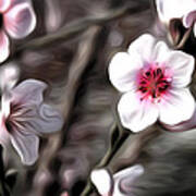 Almond Blossom Poster