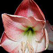 Amaryllis In Bloom Poster