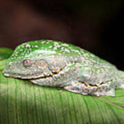 Amazon Leaf Frog Poster