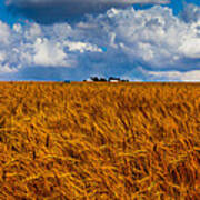 Amber Waves Of Grain Poster