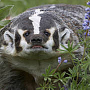 American Badger Amid Lupine Poster