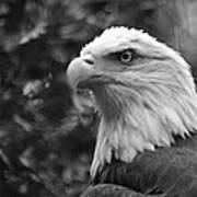 American Bald Eagle Poster