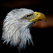 American Bald Eagle Poster