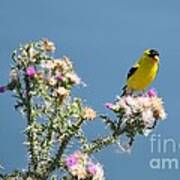 American Goldfinch Poster