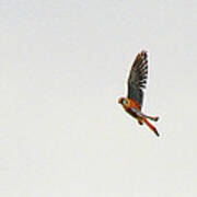 American Kestrel In Flight Poster