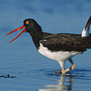 American Oystercatcher Wading North Poster
