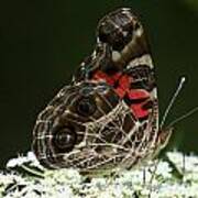 American Painted Lady Butterfly Poster