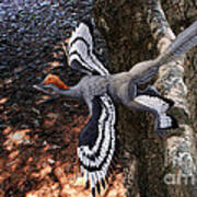 Anchiornis Huxleyi Poster