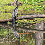 Anhinga And Reflection Poster