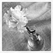 Another Carnation Still Life! Poster