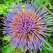 Artichoke Blossom Poster