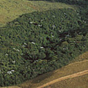 Atlantic Rainforest Remnant Brazil Poster