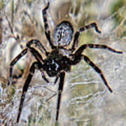 Australian Spider Badumna Longinqua Poster