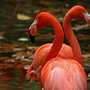 Autumn Flamingos Poster