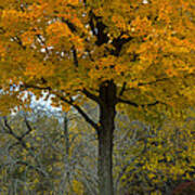 Autumn In Wildwood Park Poster